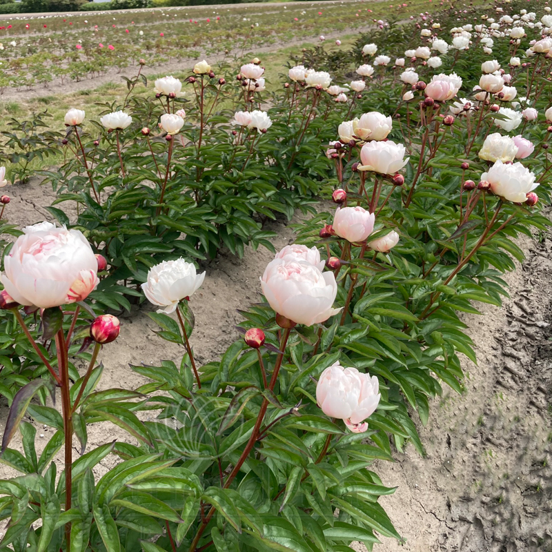 Heve PEONYペプラムBL ホワイト Heve ヘイヴ ピオニーペプラムBL Heve（ヘイヴ）ピオニー